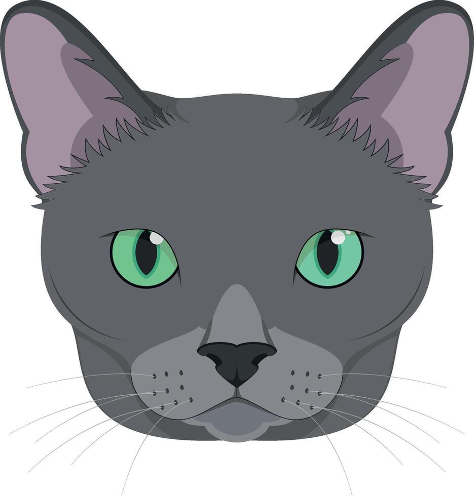 Russian Blue cat isolated on white background illustration vector