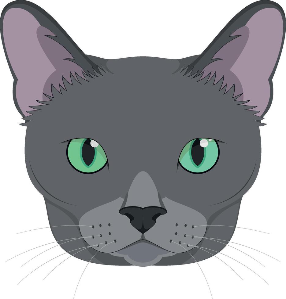 Russian Blue cat isolated on white background illustration vector