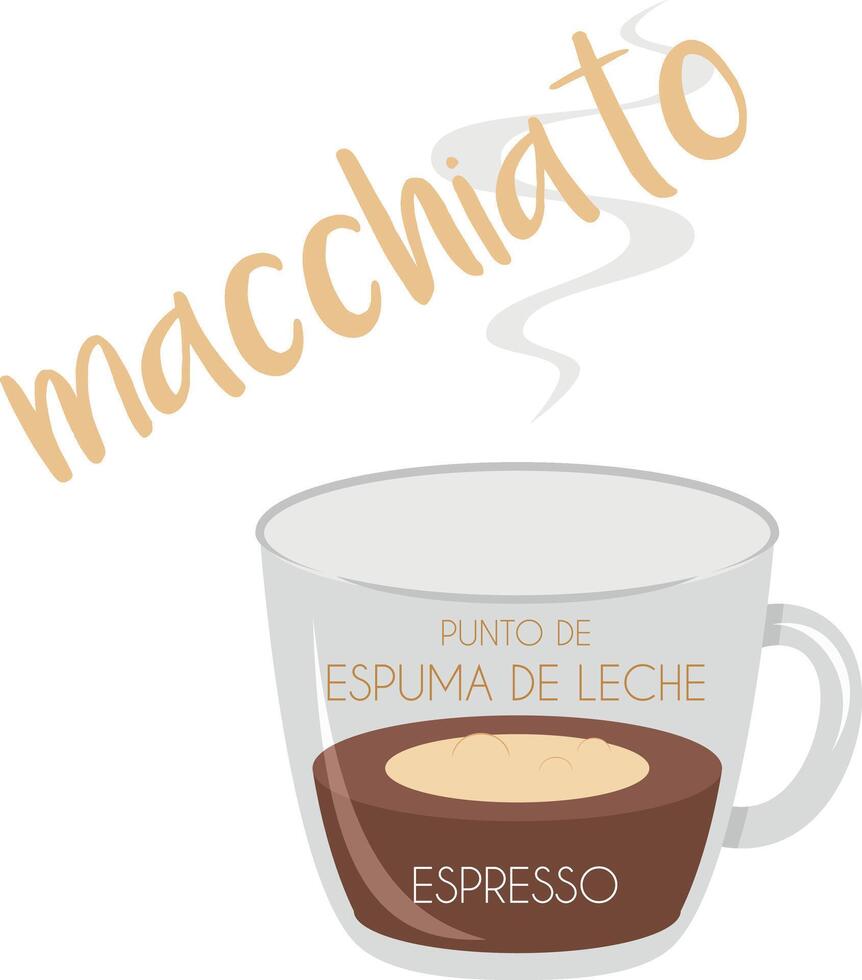 illustration of a Macchiato coffee cup icon with its preparation and proportions and names in spanish. vector