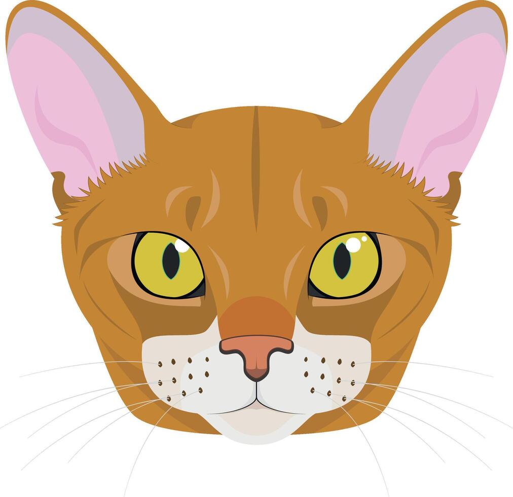 Abyssinian cat isolated on white background illustration vector