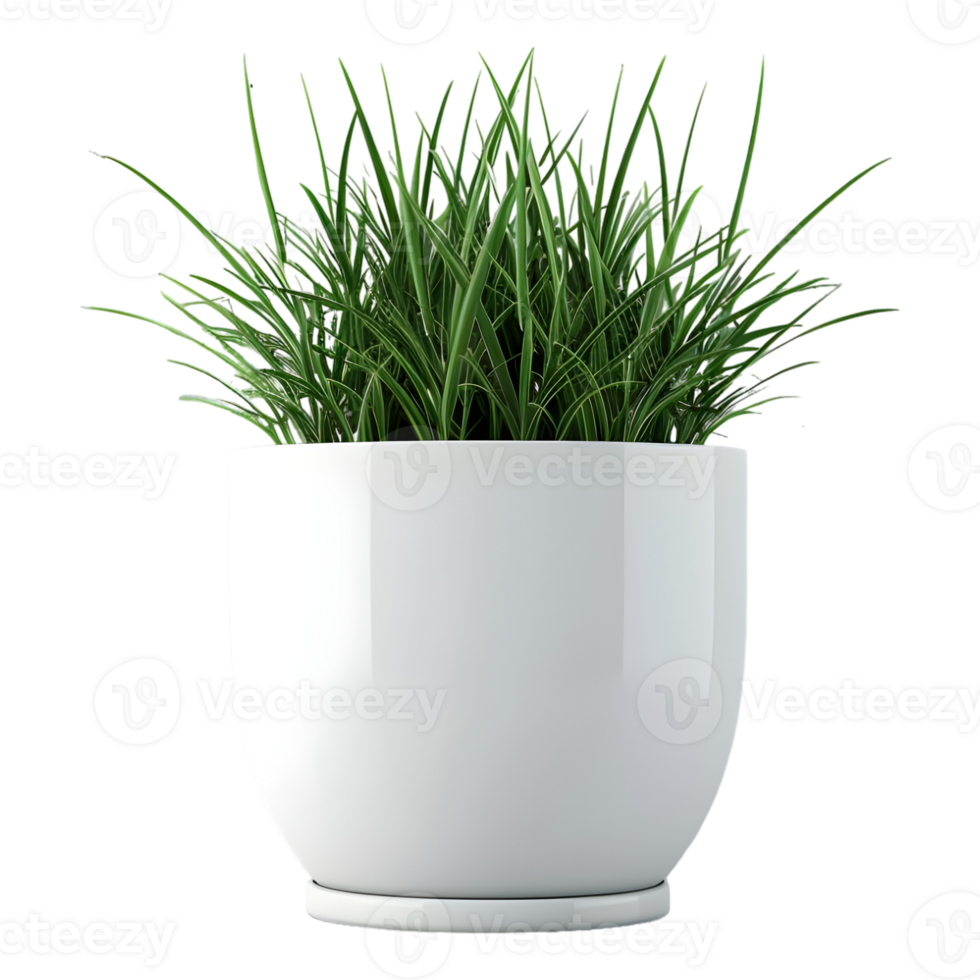 3D Rendering of a Green Plant in a pot on Transparent Background png
