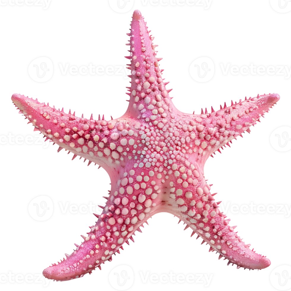 3D Rendering of a Pink Starfish on Transparent Background png
