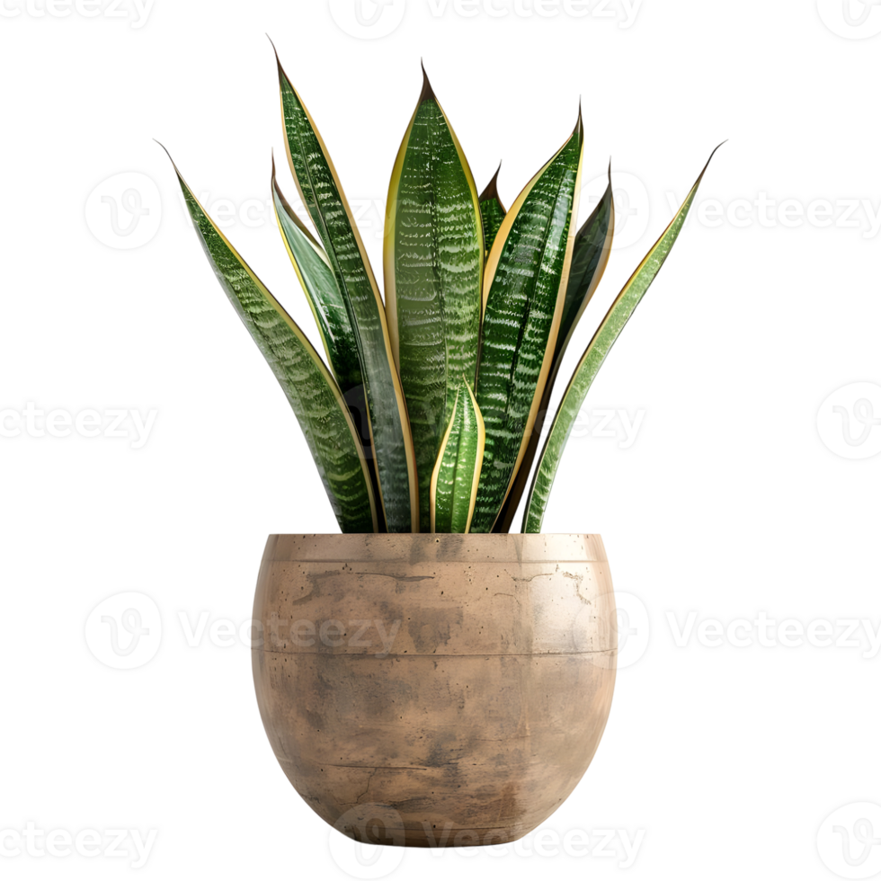 3D Rendering of a Sansevieria futura Superba Snake Plant on Transparent Background png