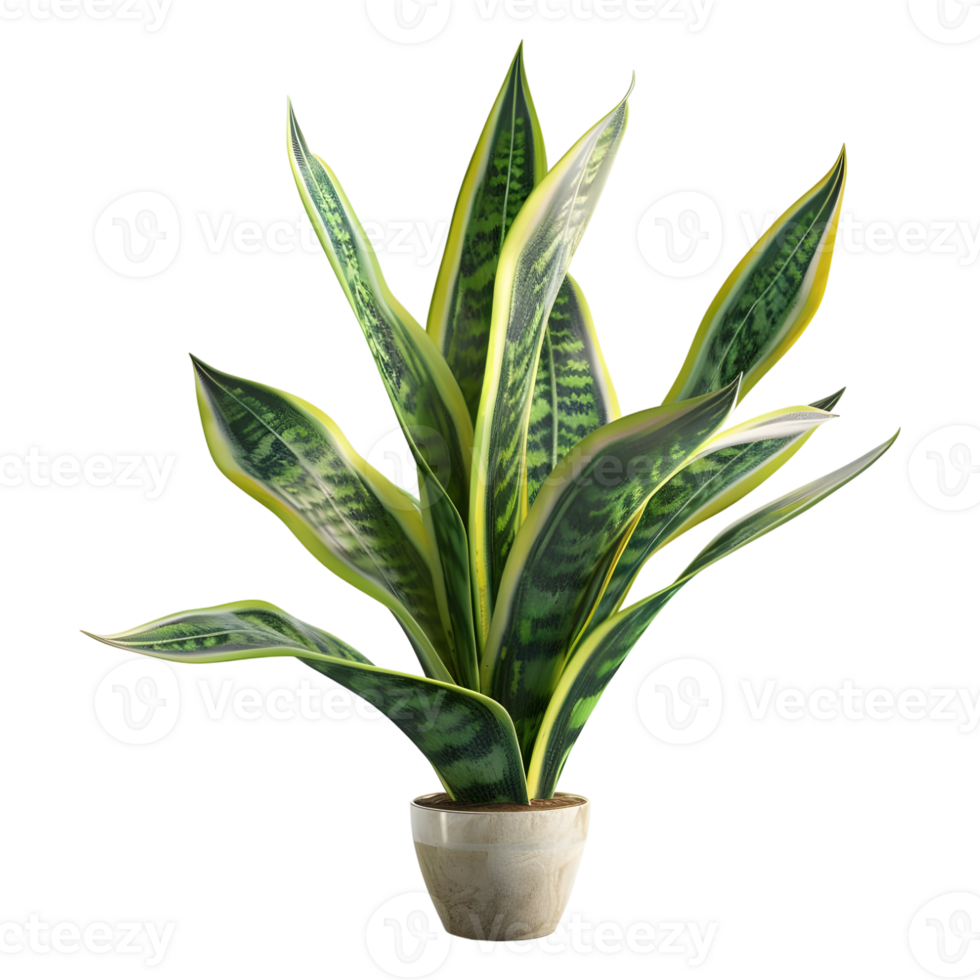 3D Rendering of a Sansevieria futura Superba Snake Plant on Transparent Background png