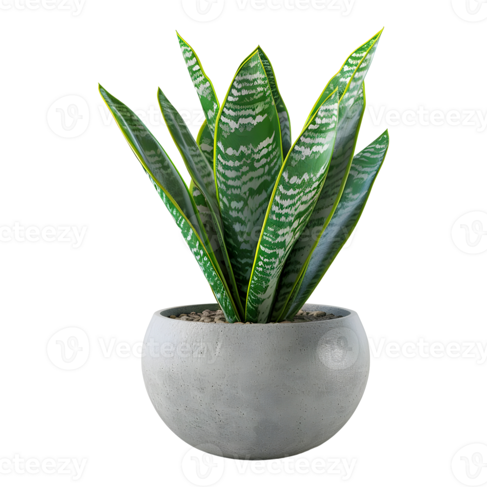 3D Rendering of a Sansevieria futura Superba Snake Plant on Transparent Background png