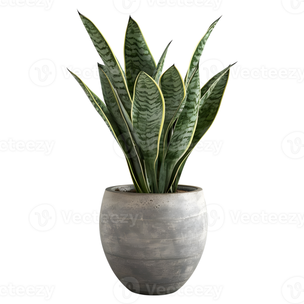 3D Rendering of a Sansevieria futura Superba Snake Plant on Transparent Background png