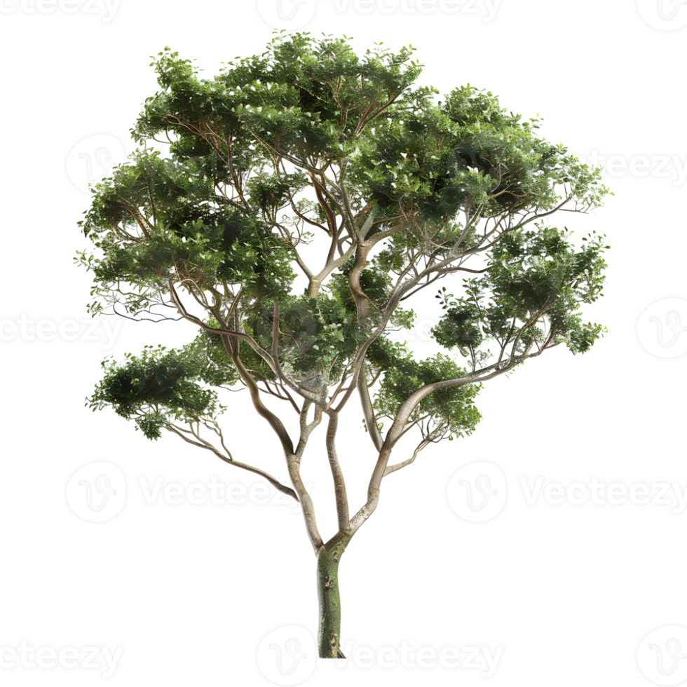 3D Rendering of a Green Tree on Transparent Background png