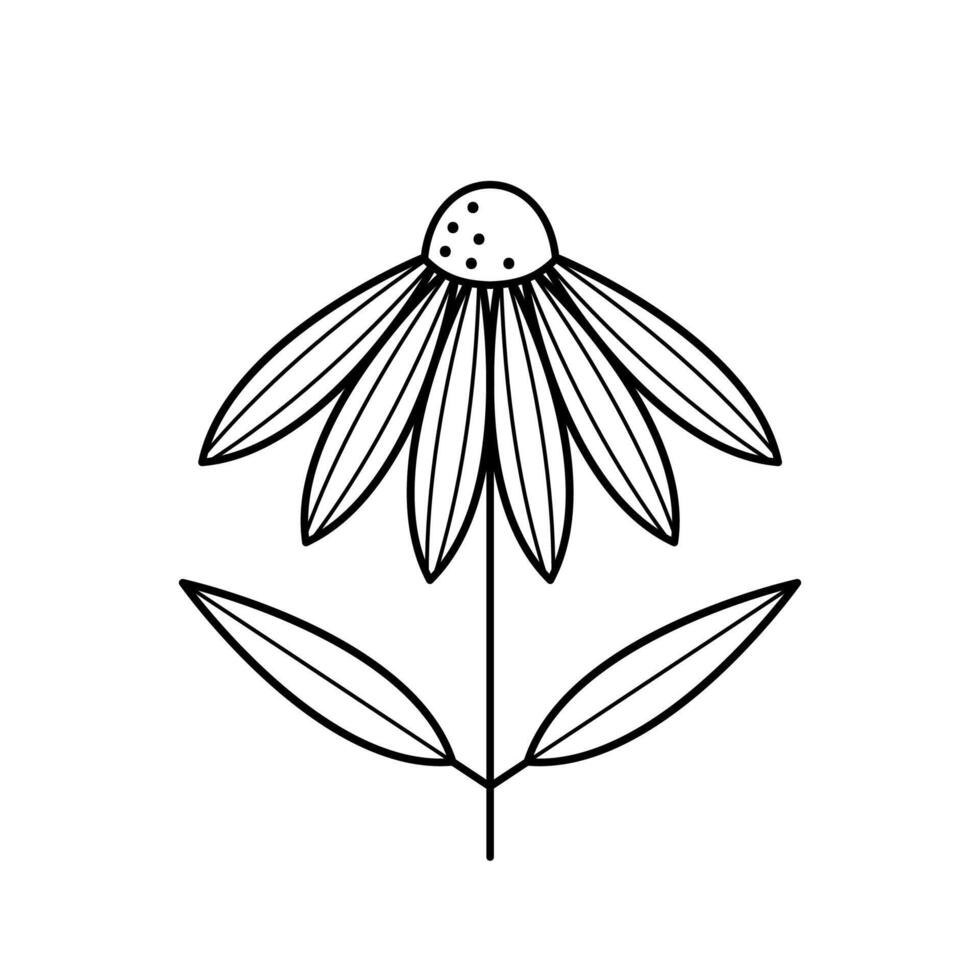 Echinacea flower icon. Coneflower with leaves. Herbal medical plant. Outline illustration. vector