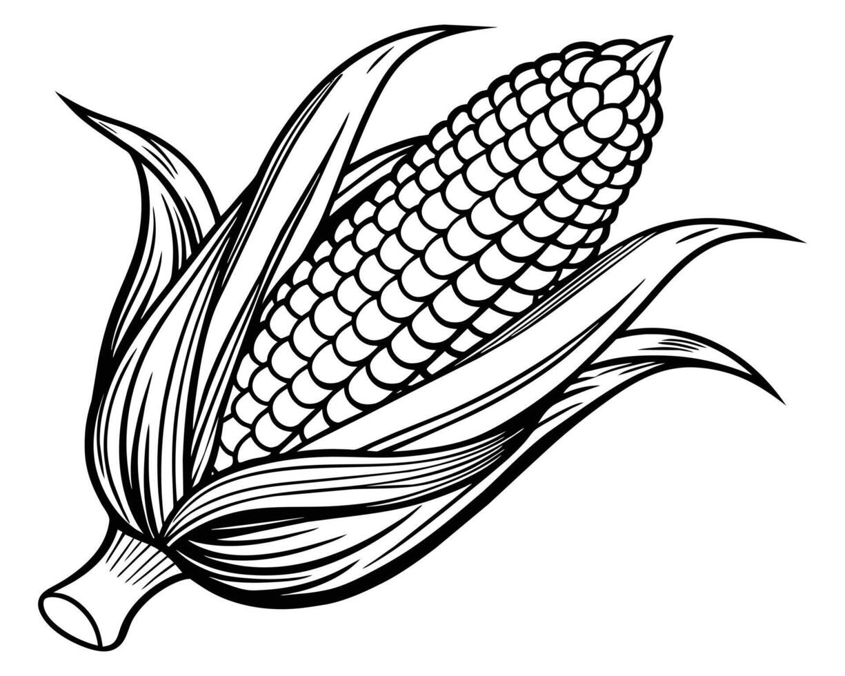 Corn graphic art black white vector