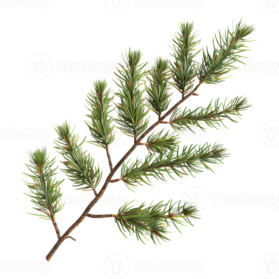 Pine Tree on Transparent background png