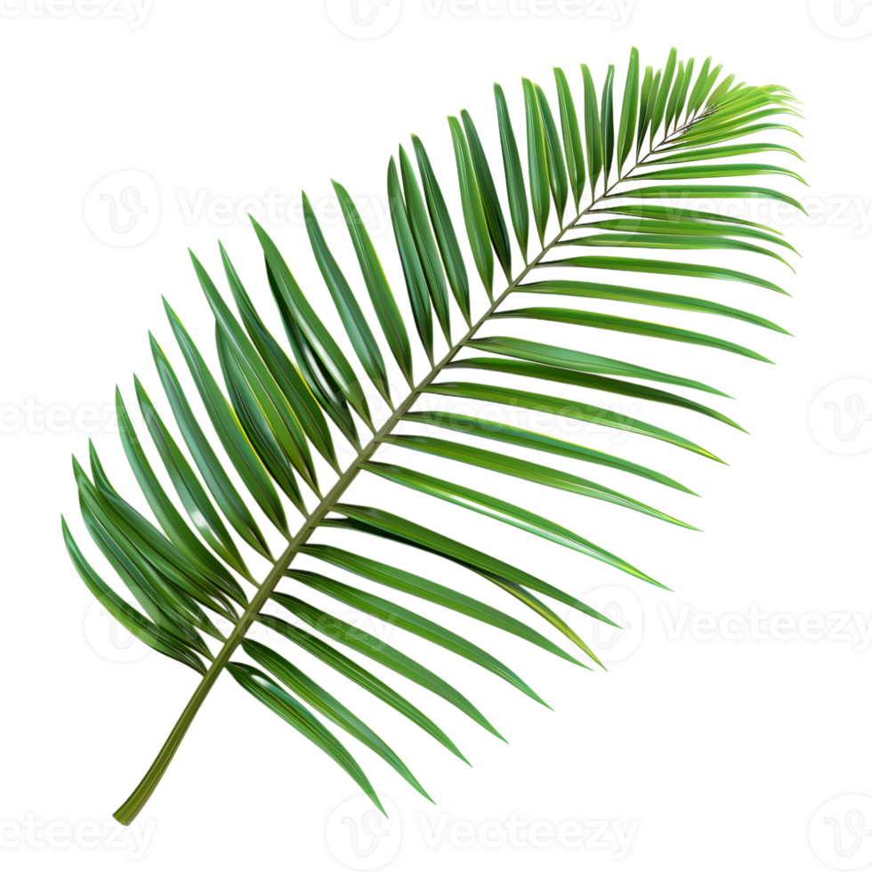 3D Rendering of a Coconut or Palm Tree Leaf Plant on Transparent Background png