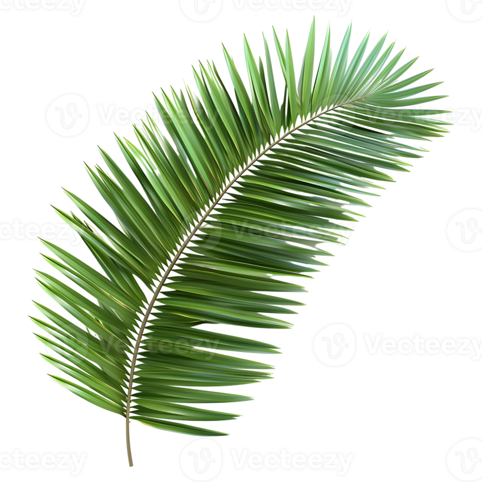 3D Rendering of a Coconut or Palm Tree Leaf Plant on Transparent Background png