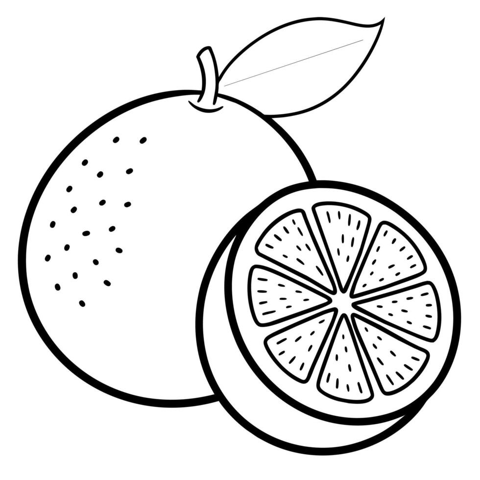 Grapefruit flat style illustration vector