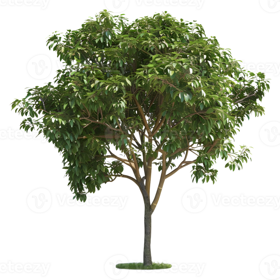3D Rendering of a Green Tree on Transparent Background png