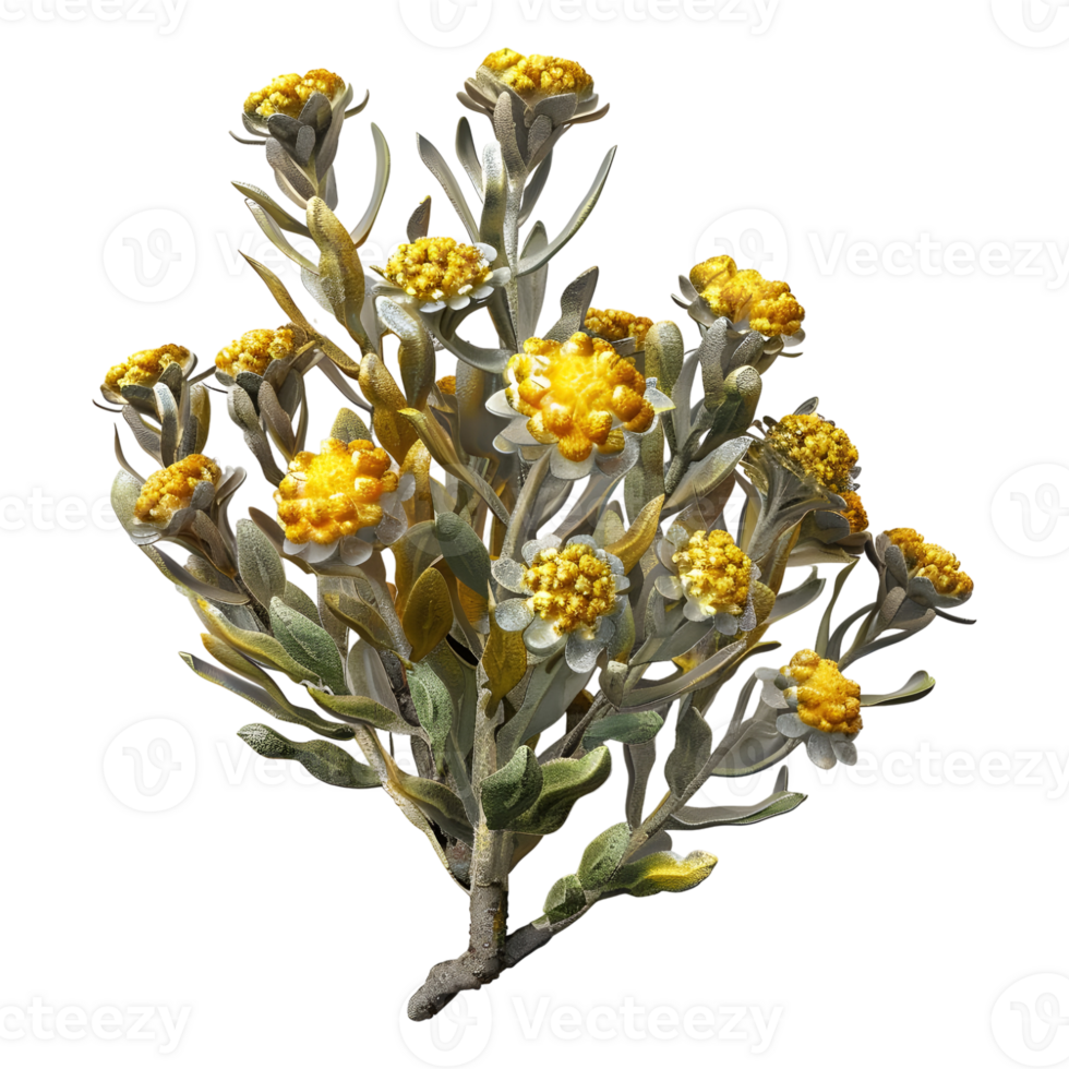 3D Rendering of a Mini Orange Blossom on Transparent Background png
