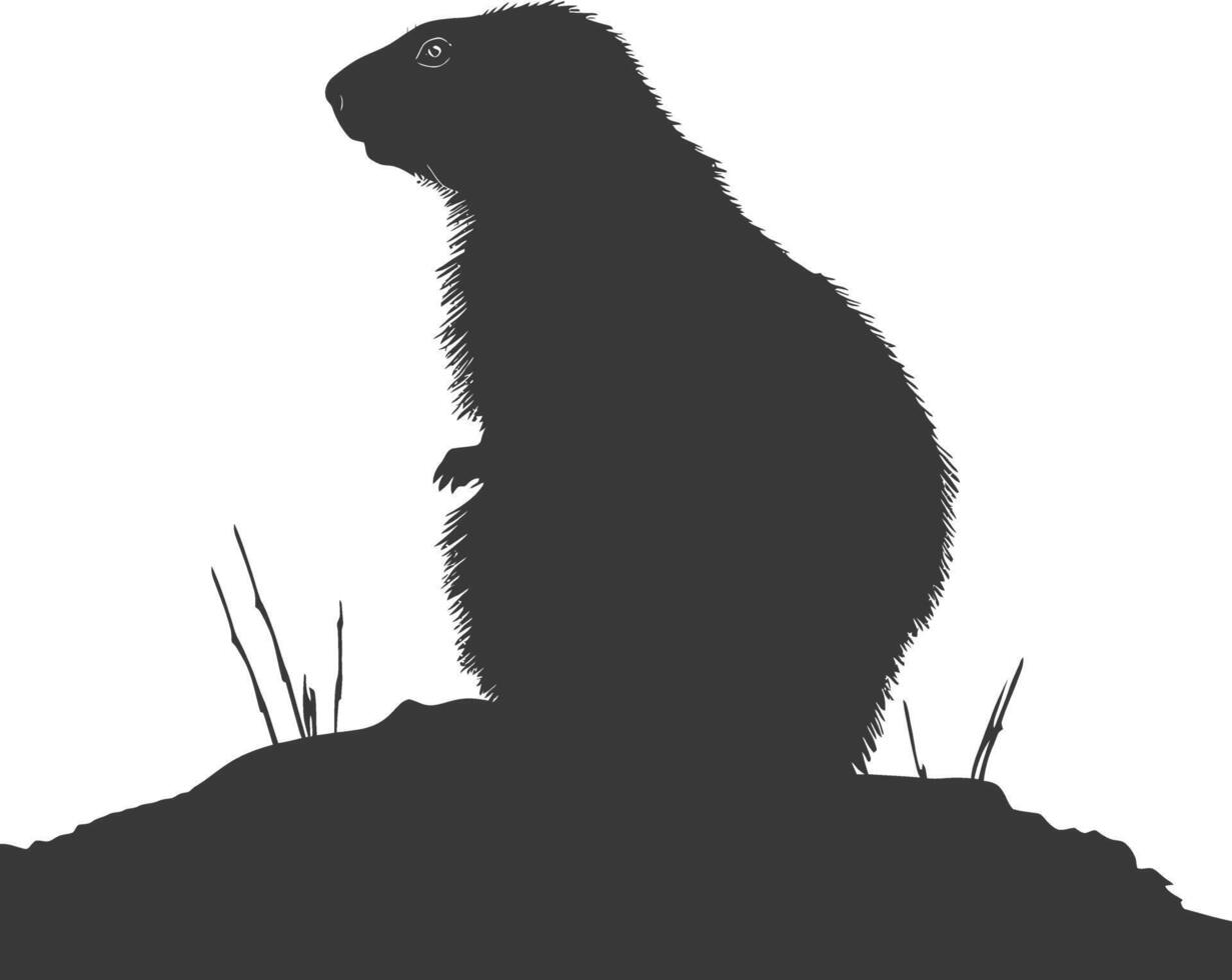 Silhouette marmot animal black color only full body vector