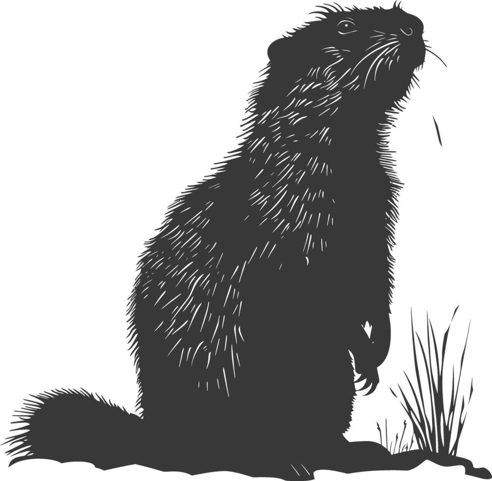 Silhouette marmot animal black color only full body vector