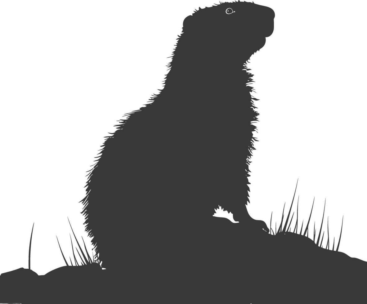 Silhouette marmot animal black color only full body vector