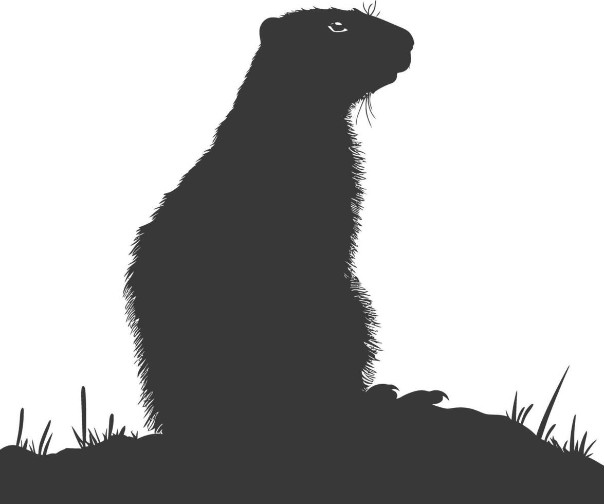 Silhouette marmot animal black color only full body vector