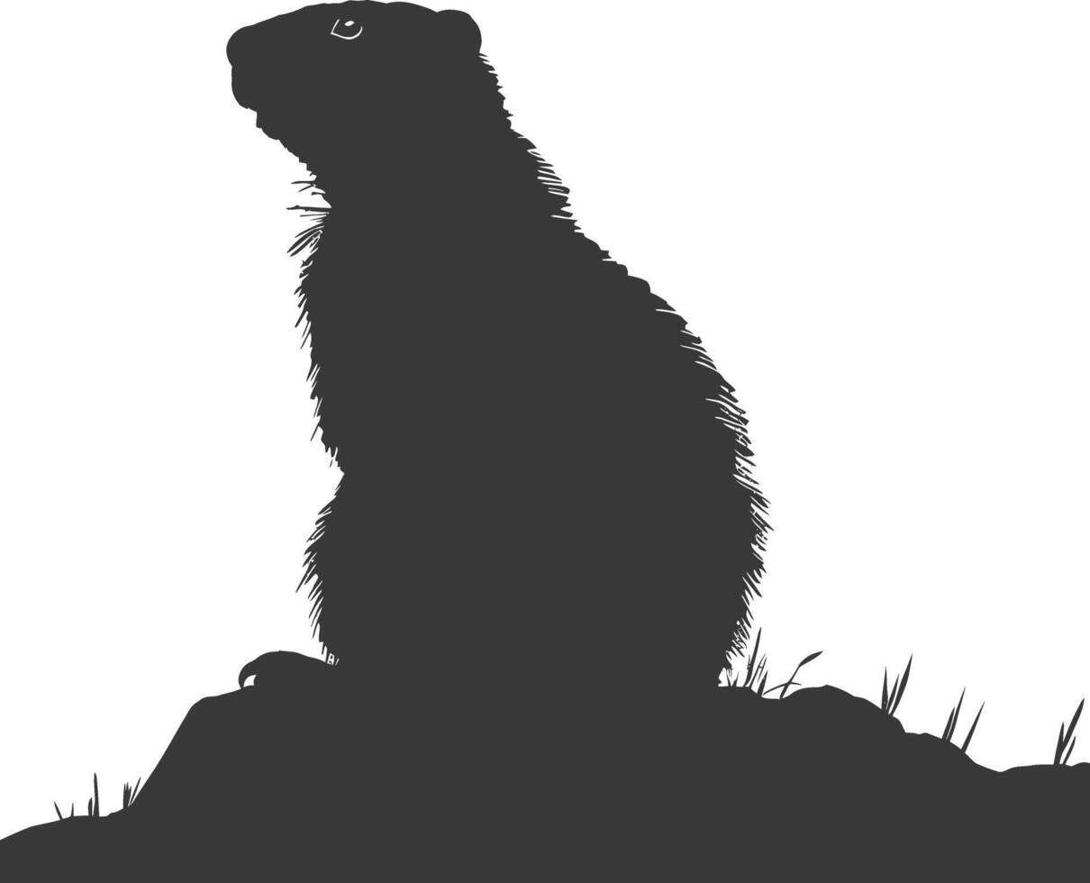 Silhouette marmot animal black color only full body vector
