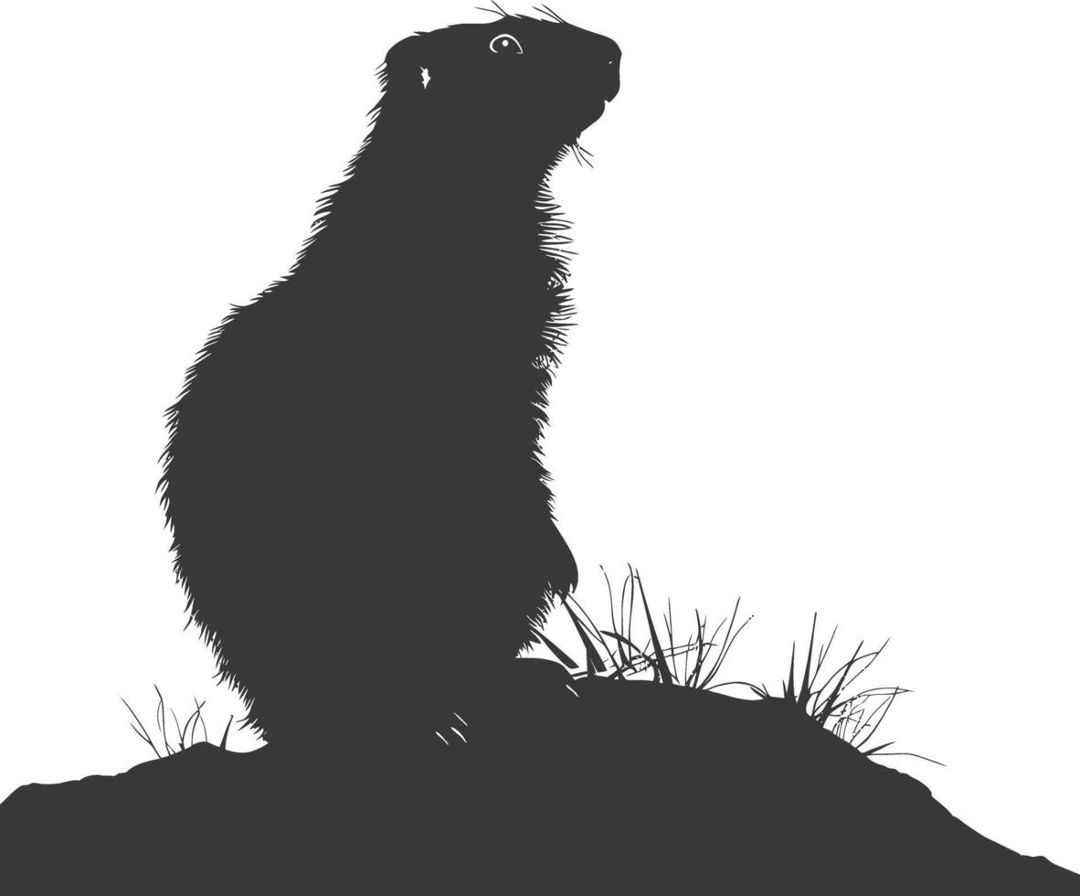 Silhouette marmot animal black color only full body vector