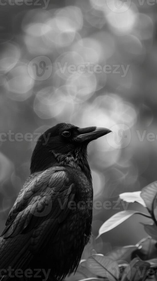 Amazing crow background for wallpaper photo