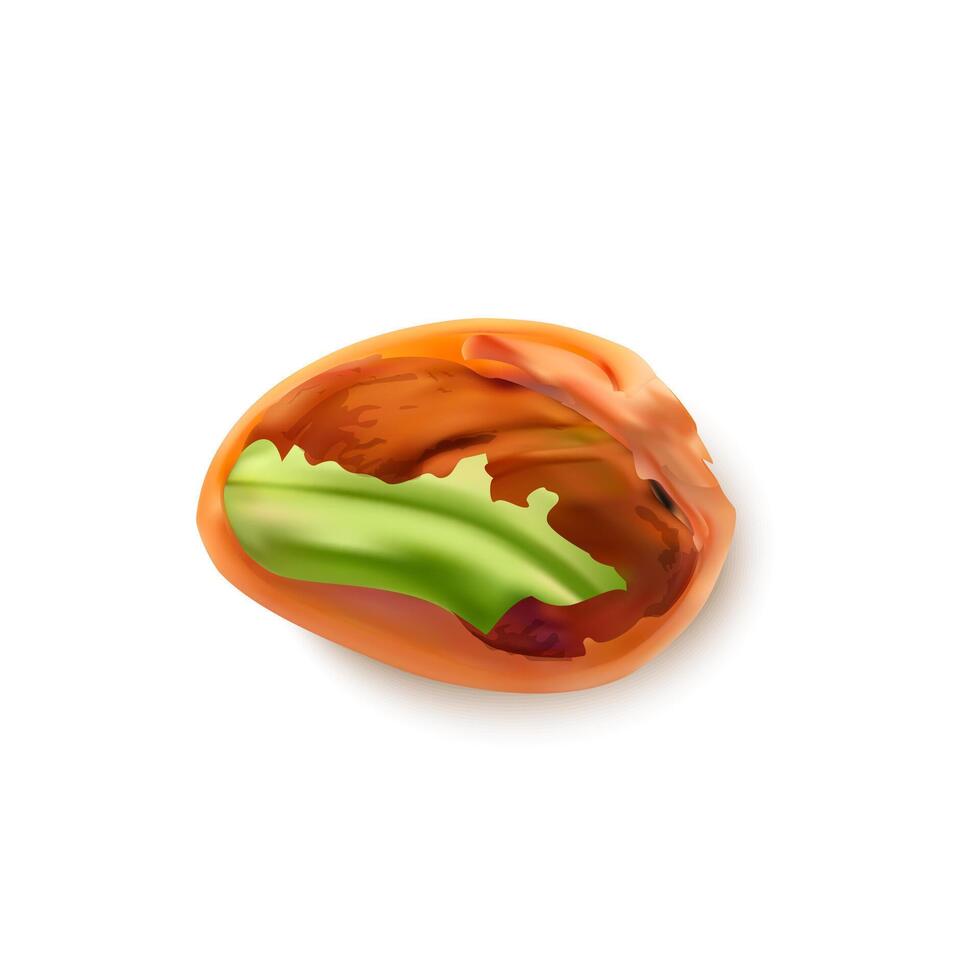 realista detallado 3d todo asado pistacho nuez núcleo vector