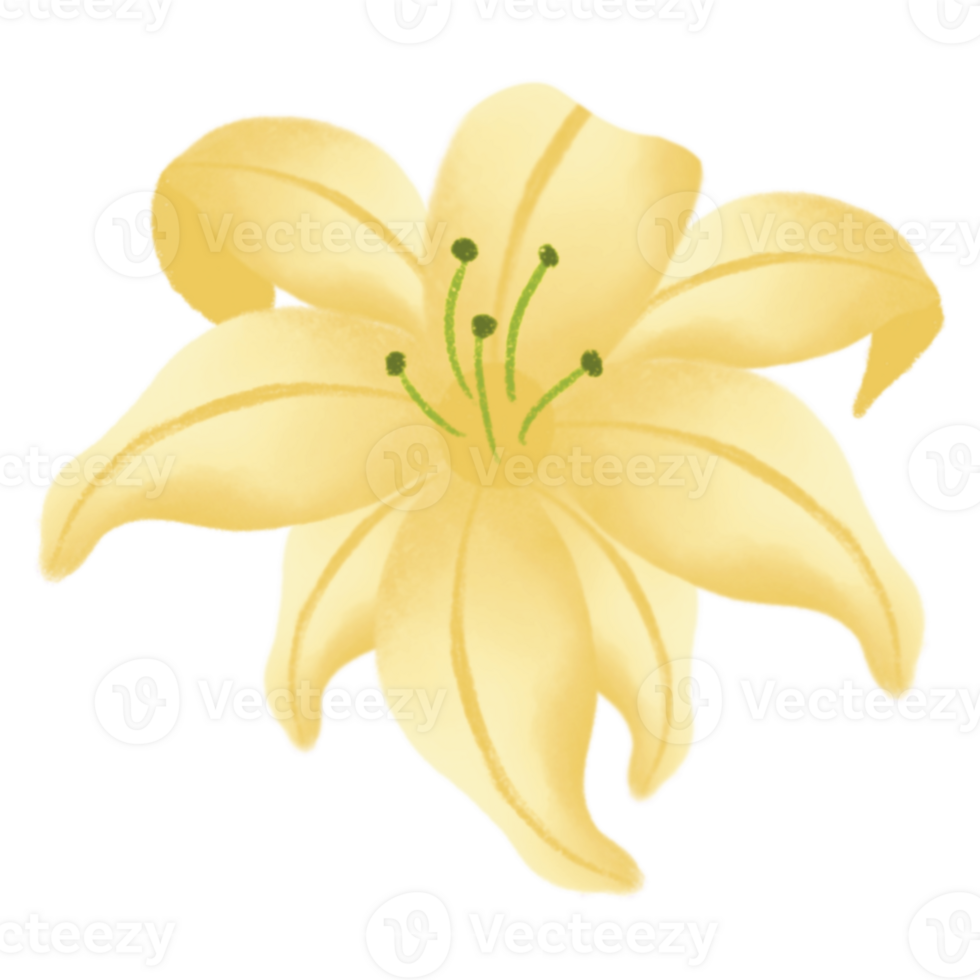Yellow clematis flower png