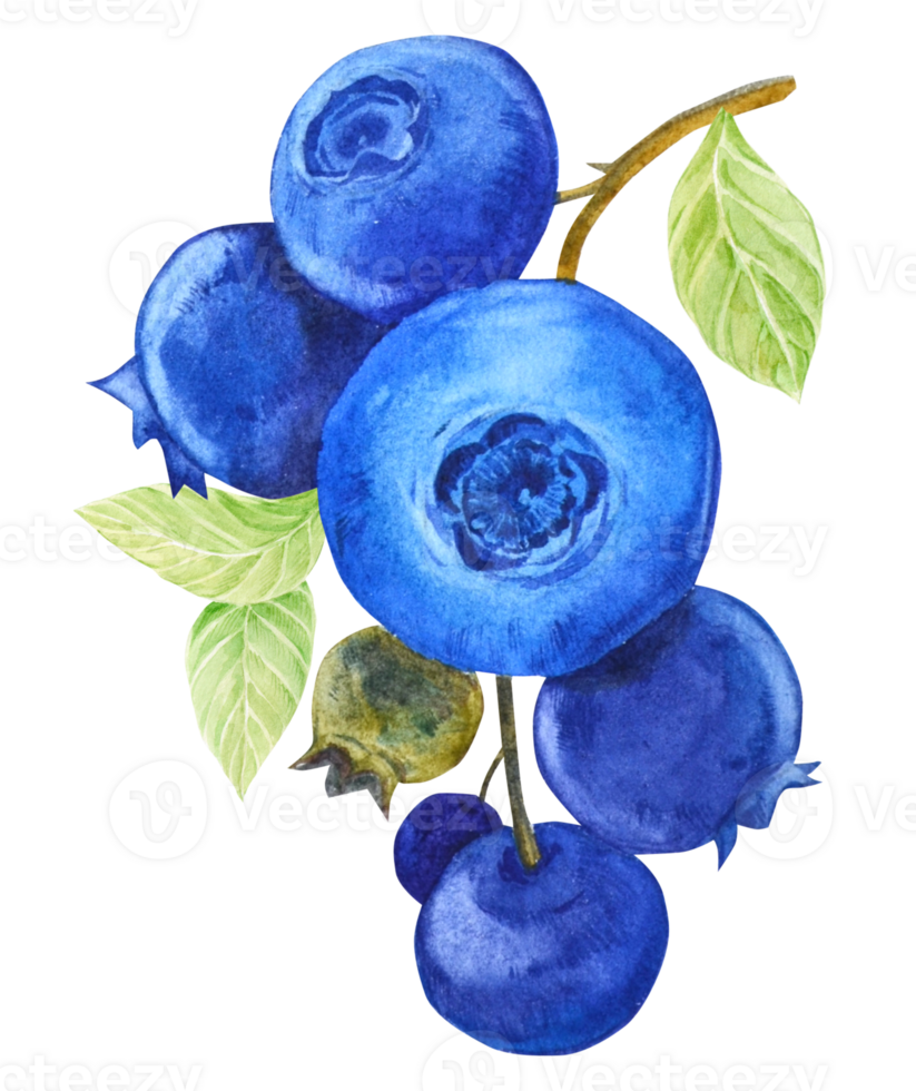 Blueberries on twigs with green leaves and dark blue berries. Watercolor illustration isolated. Clipart for the design of a vegan, natural, farm product. png