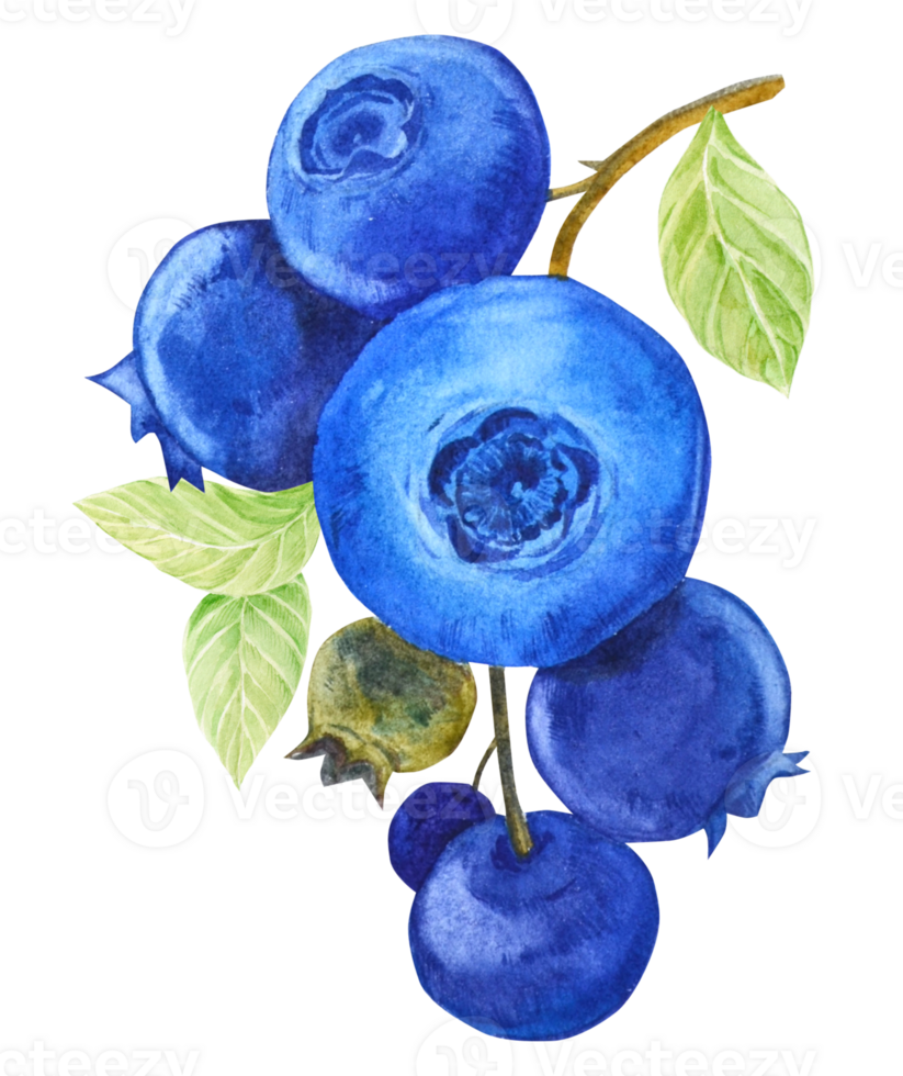 Blueberries on twigs with green leaves and dark blue berries. Watercolor illustration isolated. Clipart for the design of a vegan, natural, farm product. png