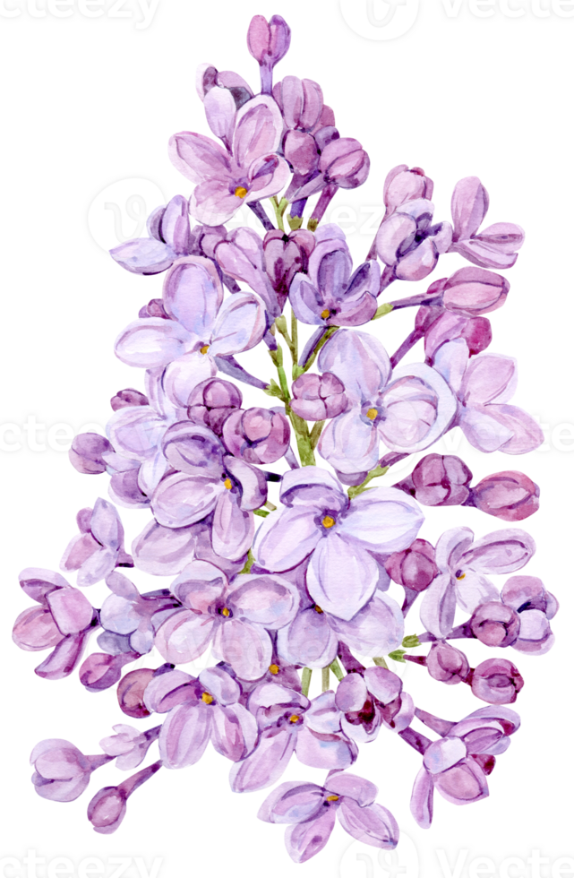 Watercolor drawing of lilac. Hand drawn botanical illustration of Shringa vulgaris. Spring purple flowers for a romantic card. An aromatic plant for packaging soap, perfume, cosmetics. png