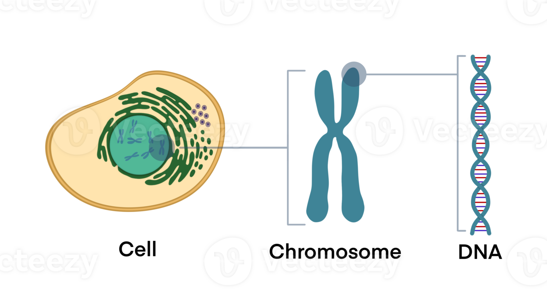 From Gene to DNA and Chromosome in cell structure genome sequence