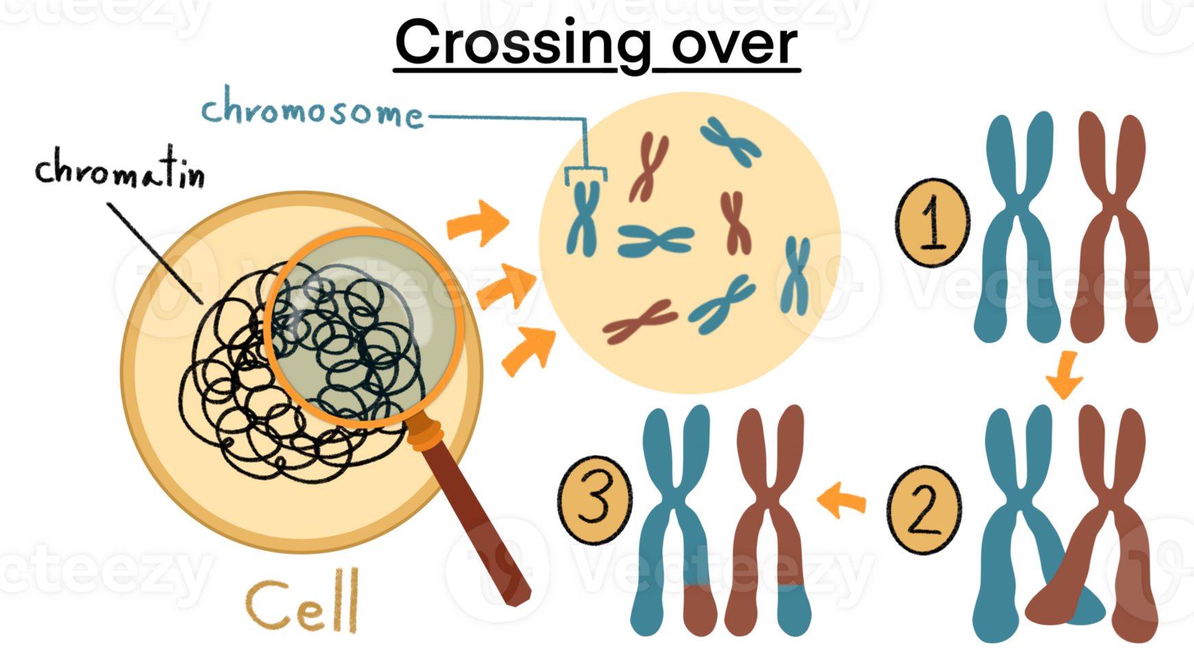 chromosomal Frequenzweiche, Kreuzung Über Chromosomen und homolog Aufteilung Prozess Gliederung Diagramm, beschriftet lehrreich Gen Reproduktion und Reproduzieren zu rekombinant Bühne, Frequenzweiche Mitose Zyklus png