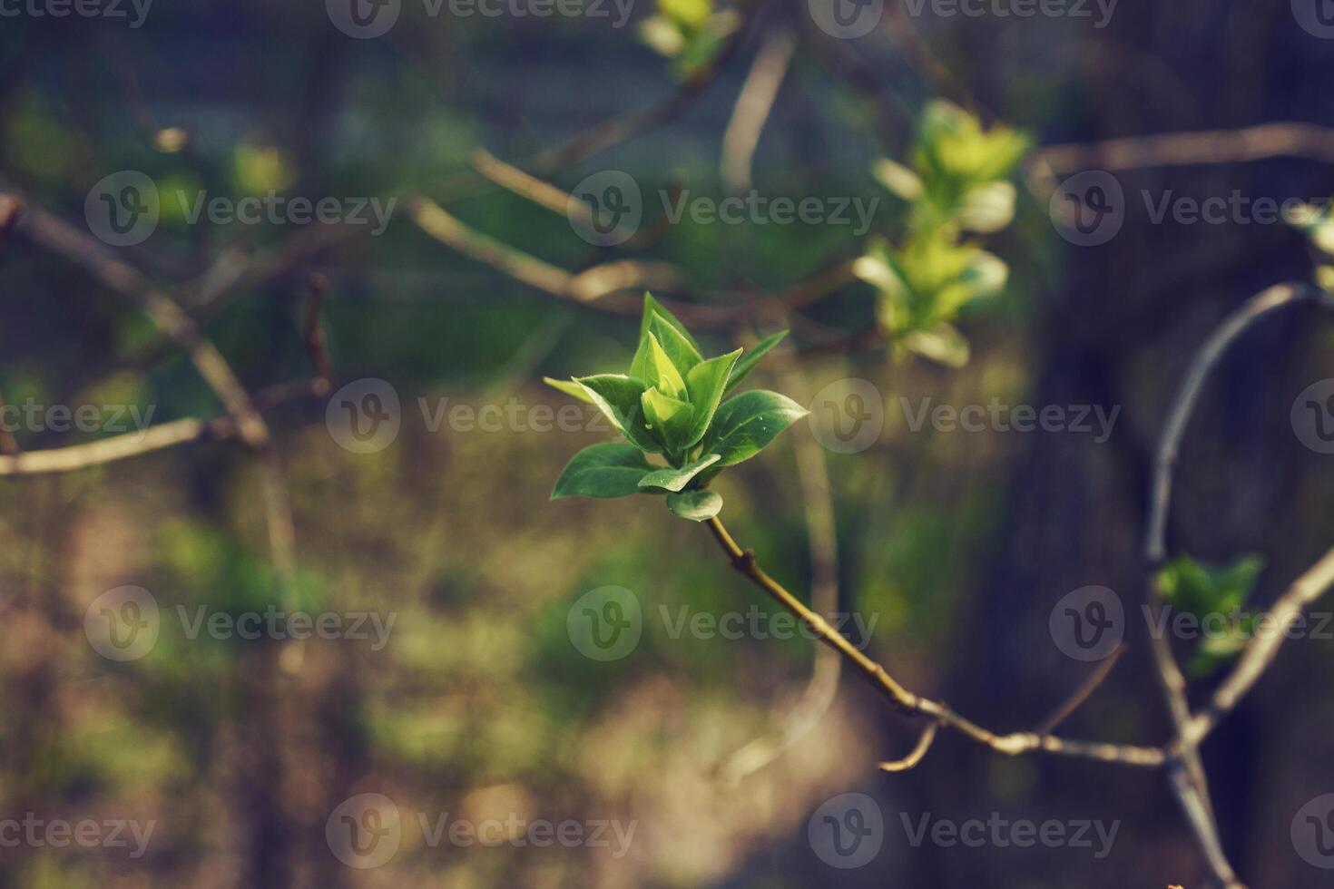 budding young lilac leaves on a twig on a sunny spring day photo