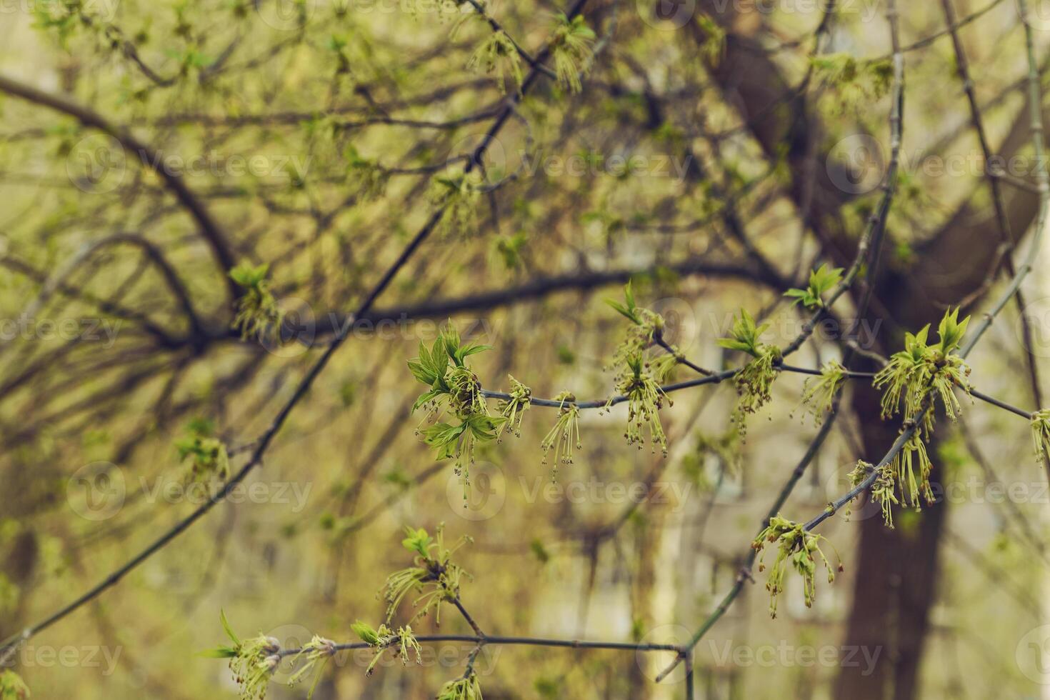 blooming maple on a sunny spring day against the background of city buildings photo