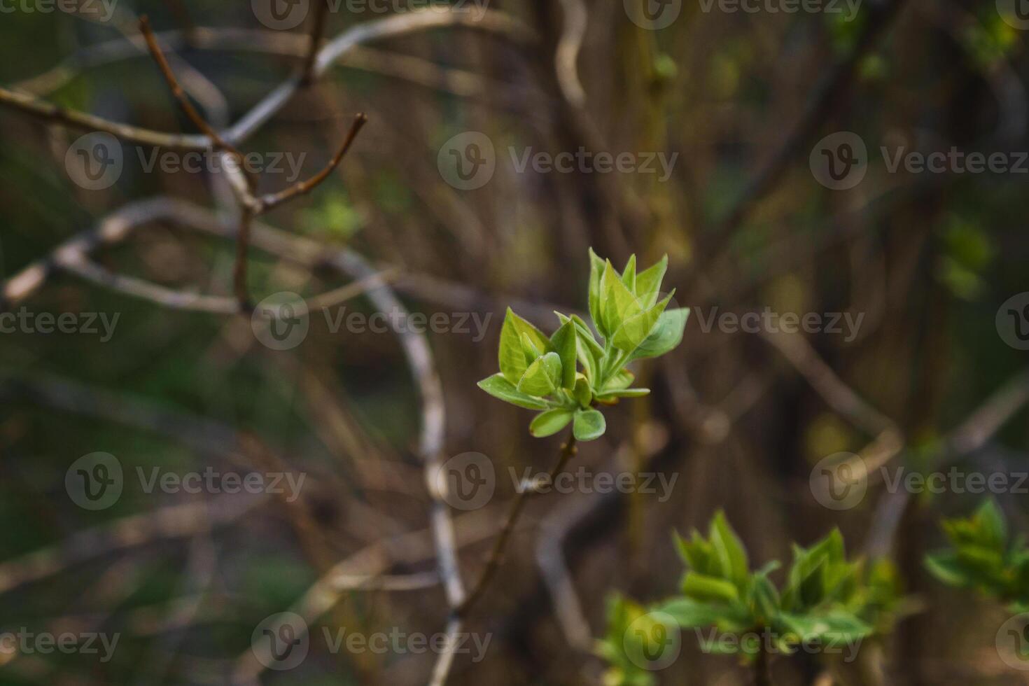 en ciernes joven lila hojas en un ramita en un soleado primavera día foto