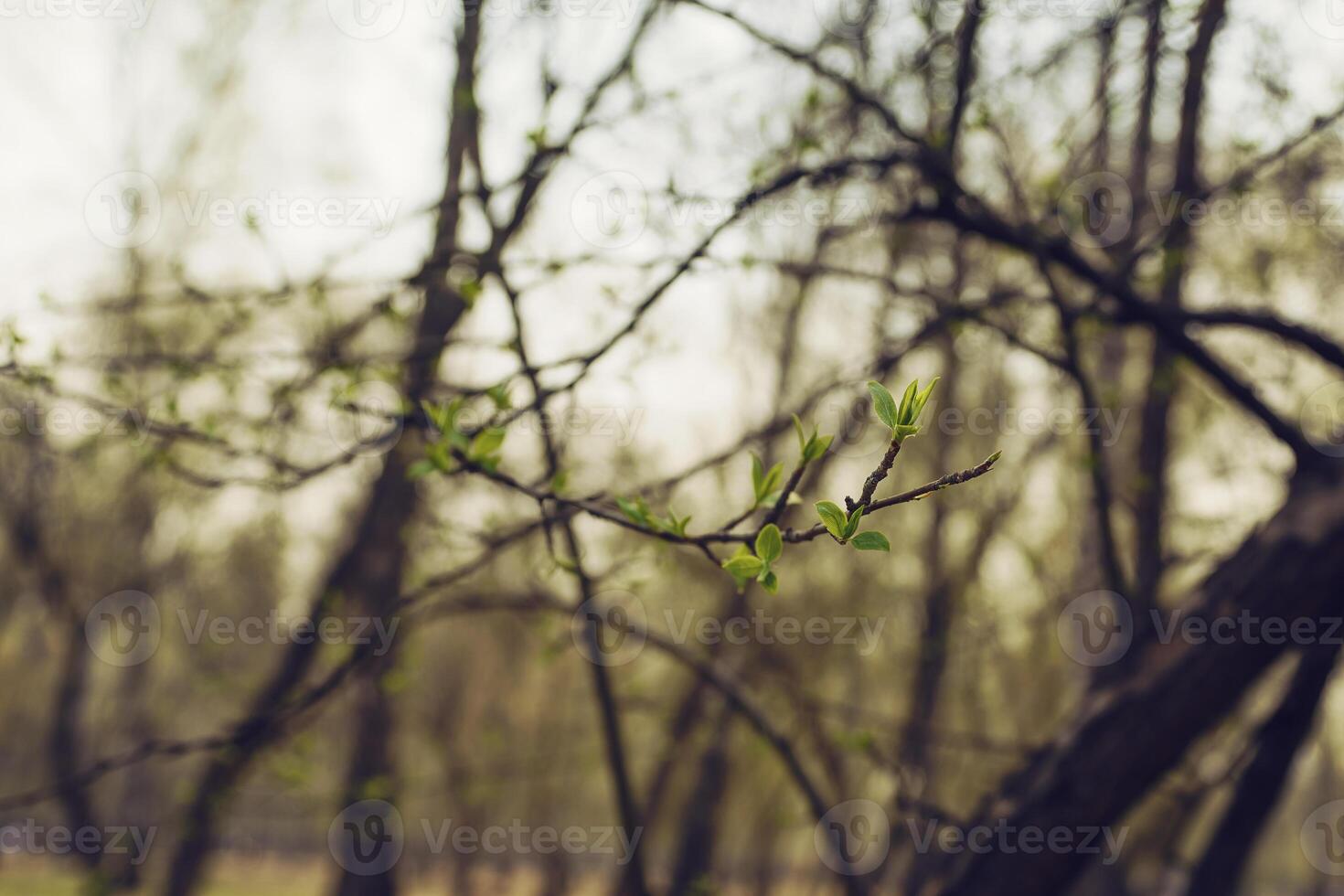 budding young lilac leaves on a twig on a sunny spring day photo