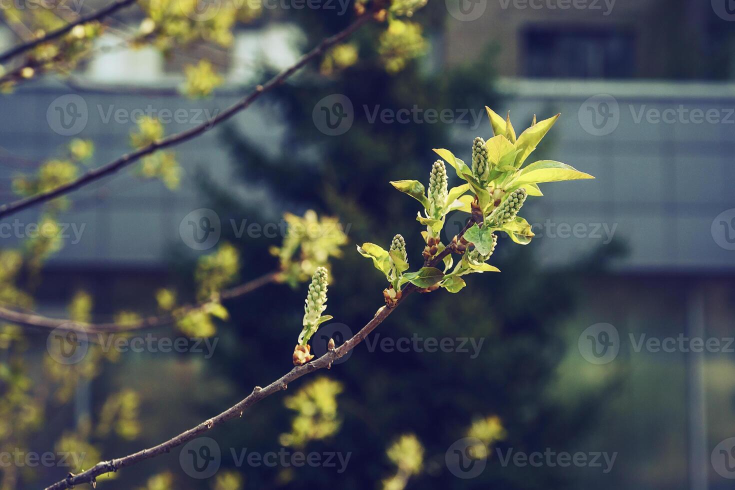 blooming maple on a sunny spring day against the background of city buildings photo