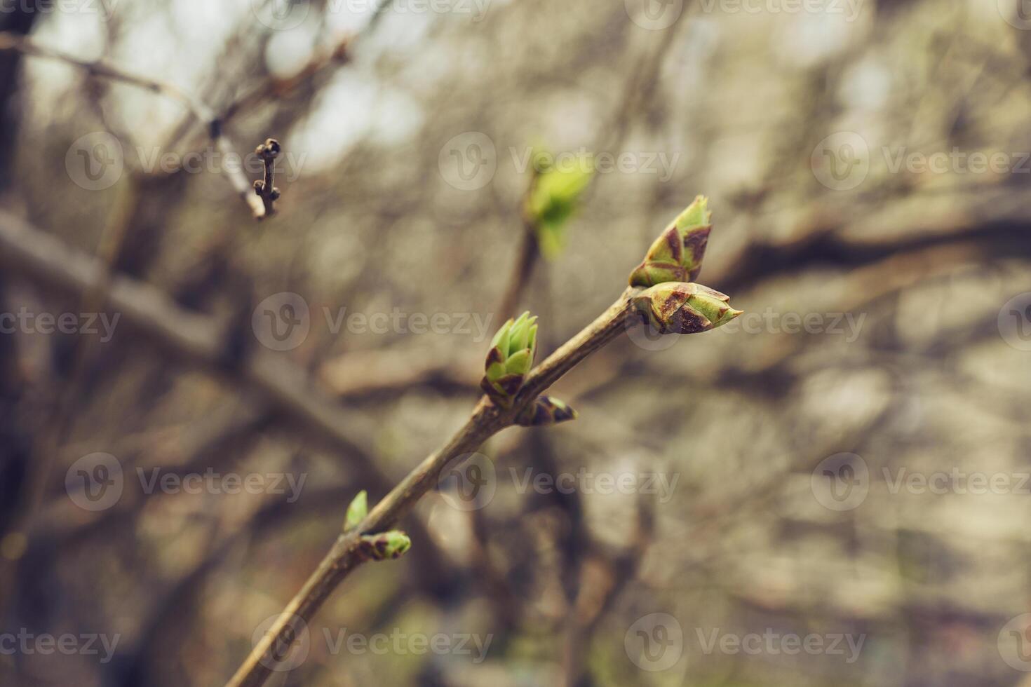en ciernes joven lila hojas en un ramita en un soleado primavera día foto