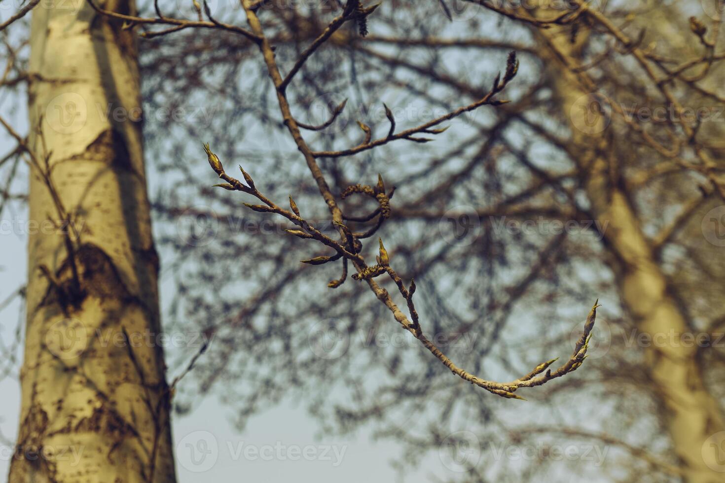 buds and blossoming young leaves of poplar on a sunny spring day against the background of city buildings photo