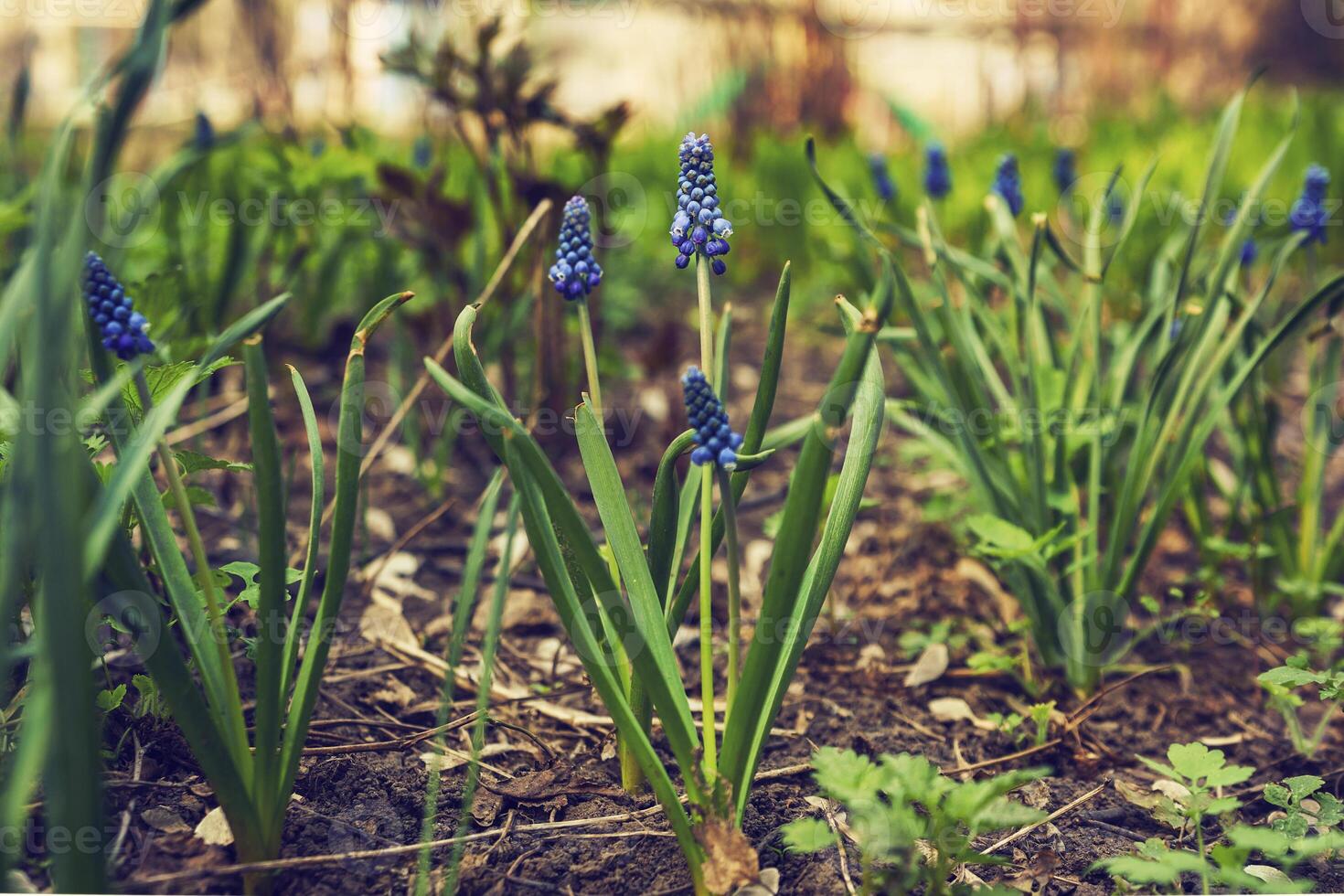 encantador primavera flores enmarcado por verde hojas en un soleado primavera día foto