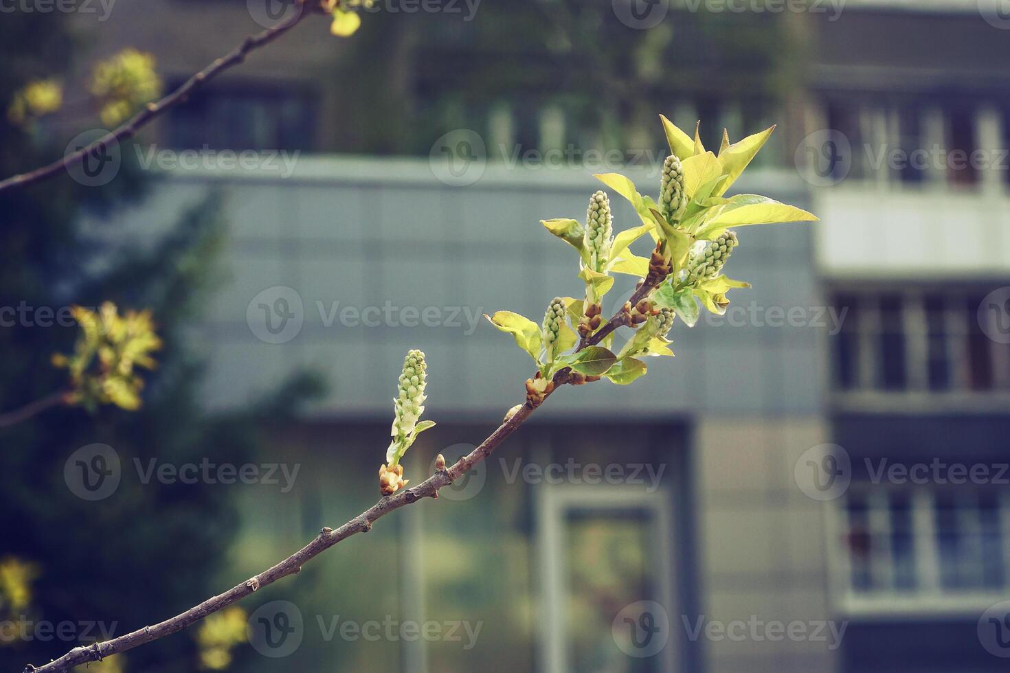 blooming maple on a sunny spring day against the background of city buildings photo