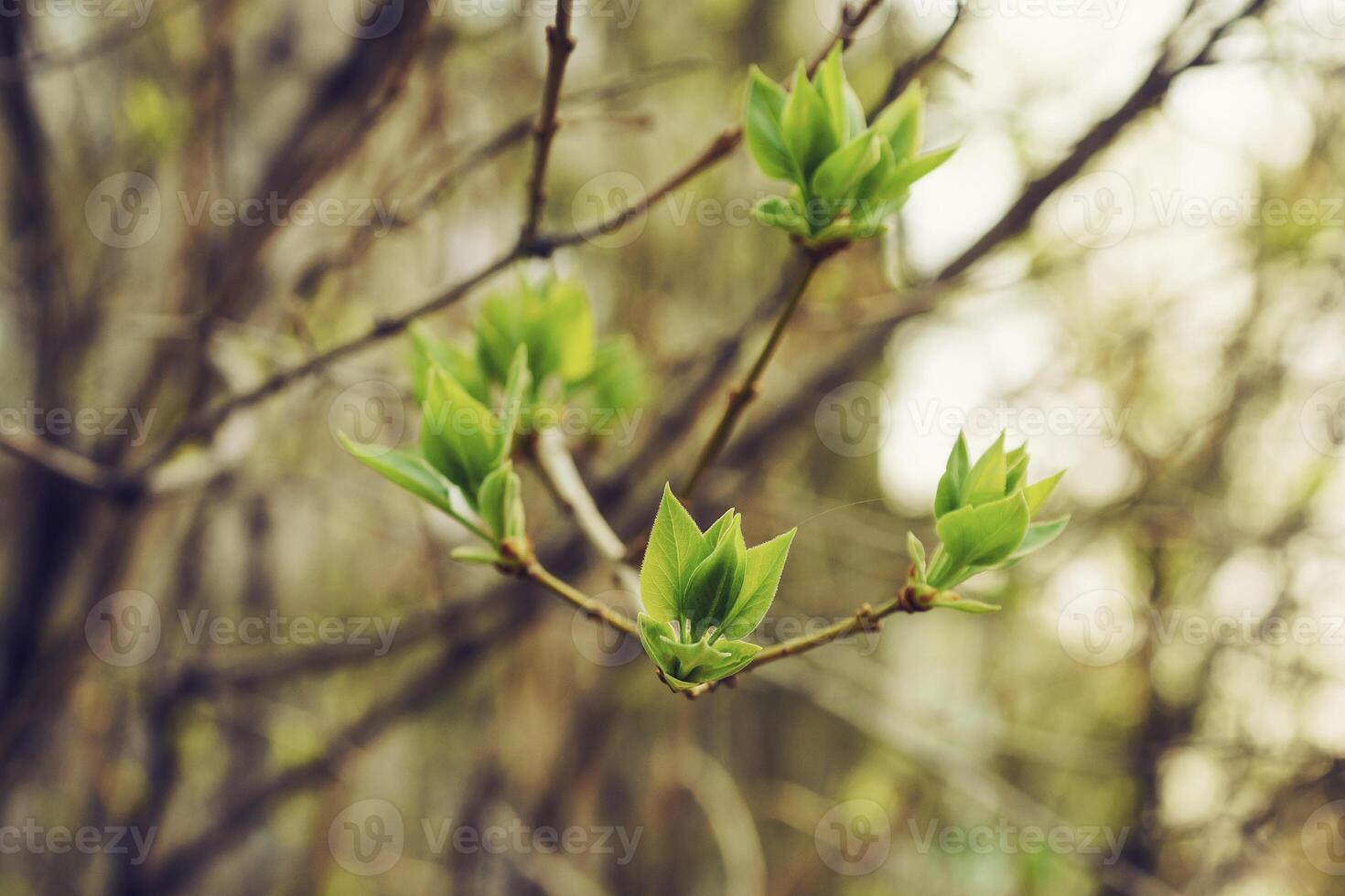 budding young lilac leaves on a twig on a sunny spring day photo