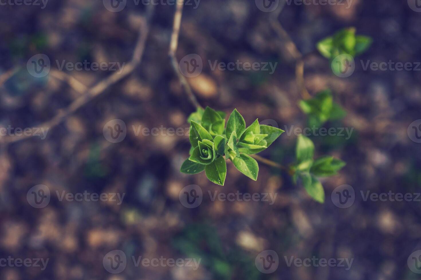 budding young lilac leaves on a twig on a sunny spring day photo