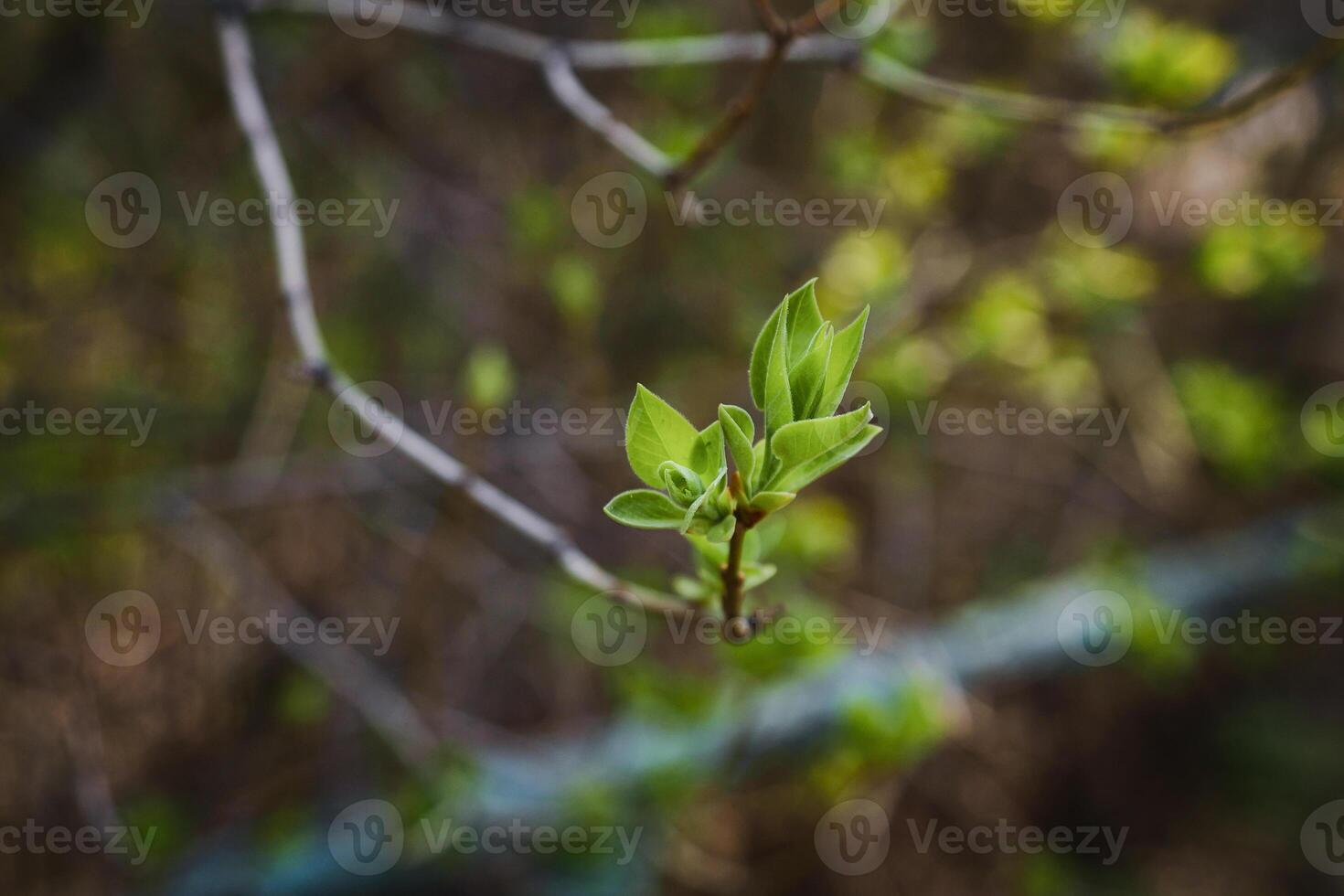 budding young lilac leaves on a twig on a sunny spring day photo