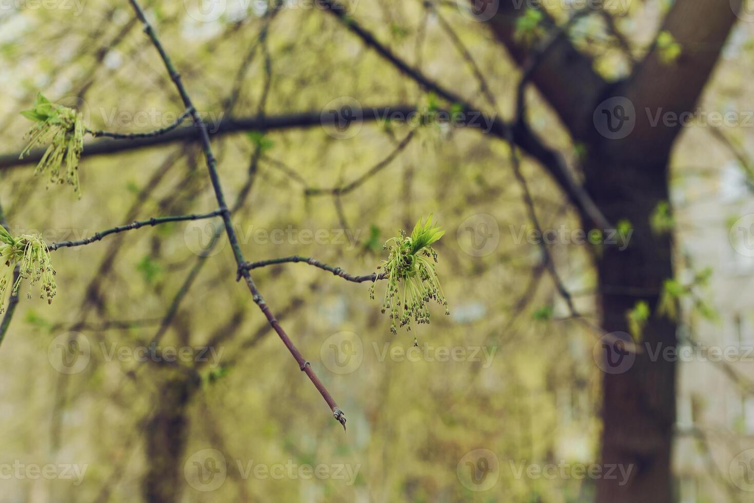 blooming maple on a sunny spring day against the background of city buildings photo