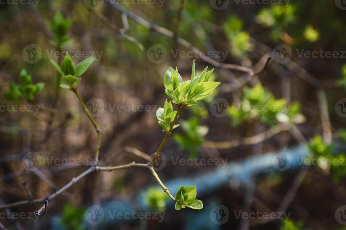 budding young lilac leaves on a twig on a sunny spring day photo