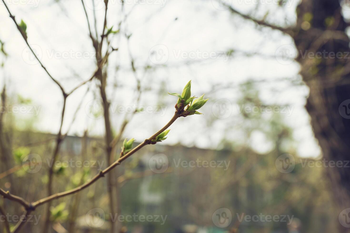 budding young lilac leaves on a twig on a sunny spring day photo