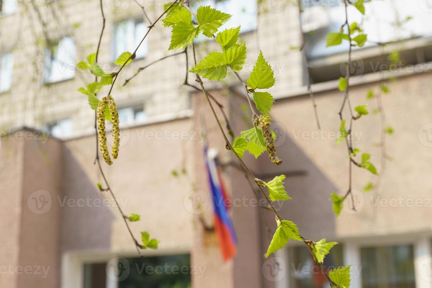 pendientes floreciente abedul en primavera en el antecedentes de el bandera de Rusia en el ciudad foto