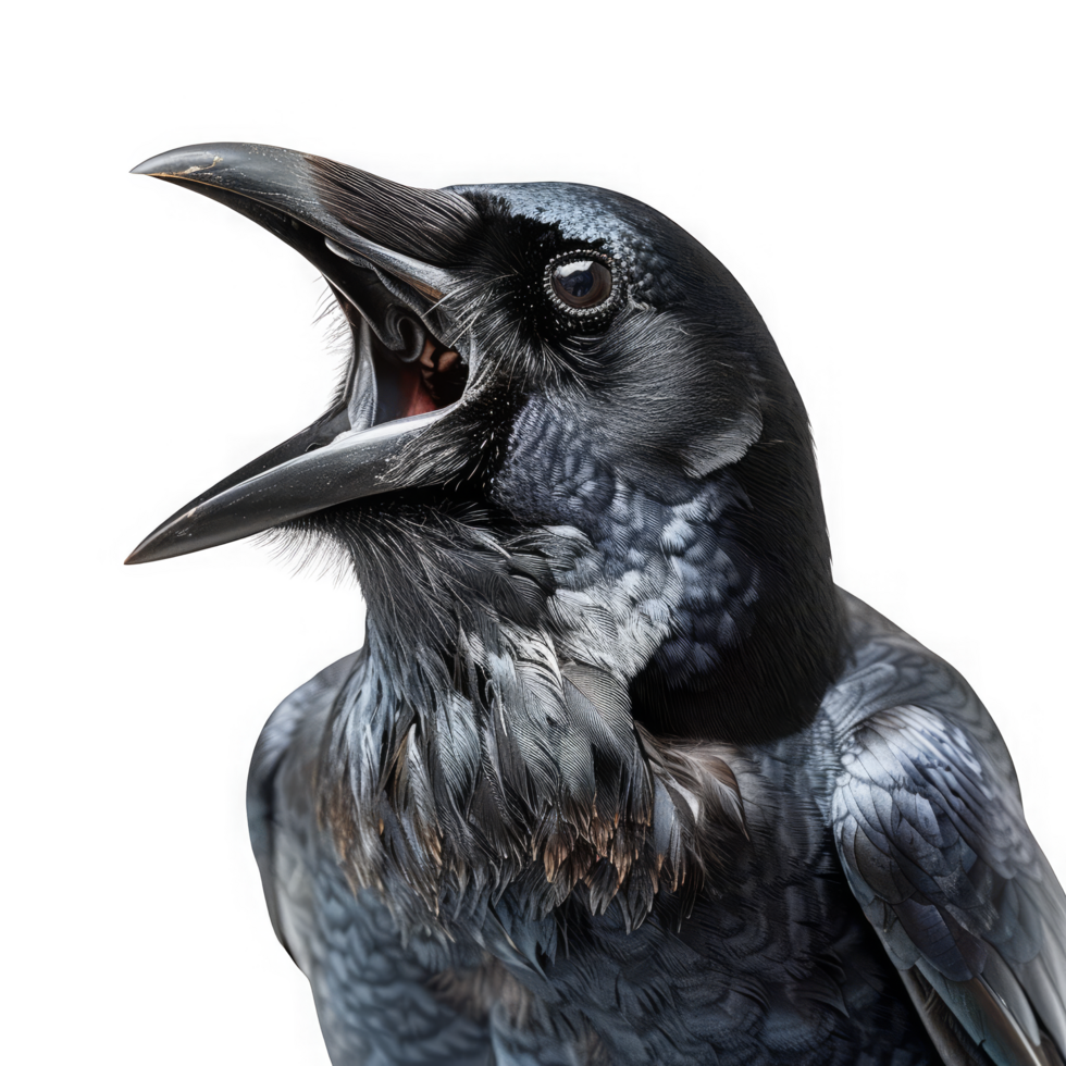 américain corbeau oiseau en chantant png
